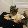 Ju Pet Sitter