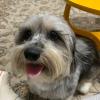 Ju Pet Sitter