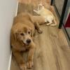 Ju Pet Sitter