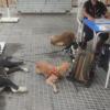 5 perros en total relax en una terraza de un bar.