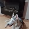 Lobo