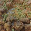 Guiso de Carne de Ternera al vino con Guisantes