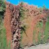 Avera Jardin