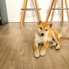 Taocan  Educación Canina