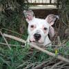 Taocan  Educación Canina