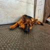 Taocan  Educación Canina