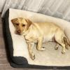 Taocan  Educación Canina