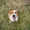 Taocan  Educación Canina
