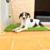 Taocan  Educación Canina