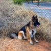 Taocan  Educación Canina