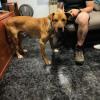 Taocan  Educación Canina