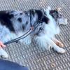 Taocan  Educación Canina