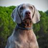 Taocan  Educación Canina