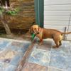 Taocan  Educación Canina