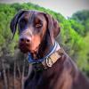 Taocan  Educación Canina