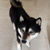 Shiba inu, 2 años, tolerancia a otros perros