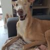 Mestizo galgo doberman, gestión ladridos