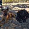 Socialdog