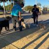 Socialdog