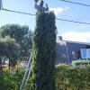 Jardinería Aleman