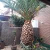 Conchi
