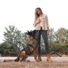 Anubis Dog School