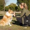 Anubis Dog School
