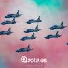 Qapta