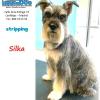 Limpia Dog Canillejas