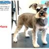 Limpia Dog Canillejas