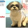 Limpia Dog Canillejas