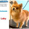 Limpia Dog Canillejas