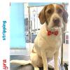 Limpia Dog Canillejas