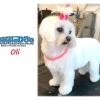 Limpia Dog Canillejas