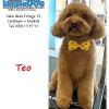 Limpia Dog Canillejas