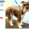 Limpia Dog Canillejas