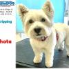 Limpia Dog Canillejas