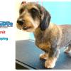 Limpia Dog Canillejas