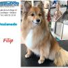 Limpia Dog Canillejas