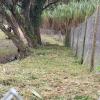 Forestal