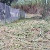 Forestal