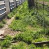 Forestal