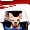 Transporte de Mascotas