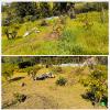 Harillitogarden