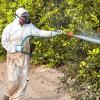 Gimasur  Control De Plagas Málaga