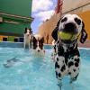 Hotel Canino Joyas Del Atlántico
