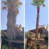 Sector Arbol