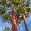 Sector Arbol