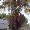 Sector Arbol