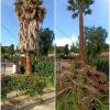 Sector Arbol